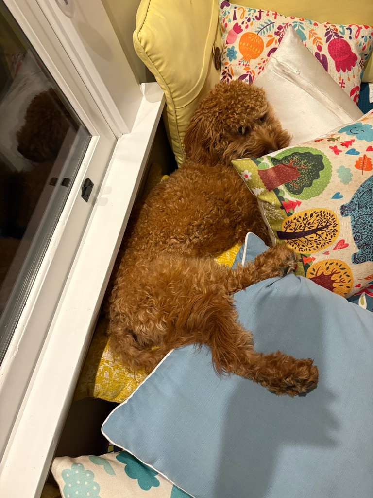 Charlie the dog playing at MenloBark dog sitting