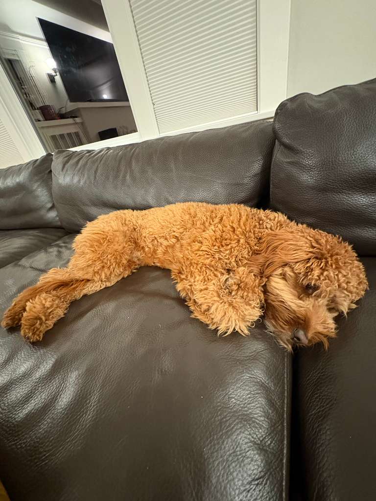 Happy dog sleeping comfortably during overnight pet care