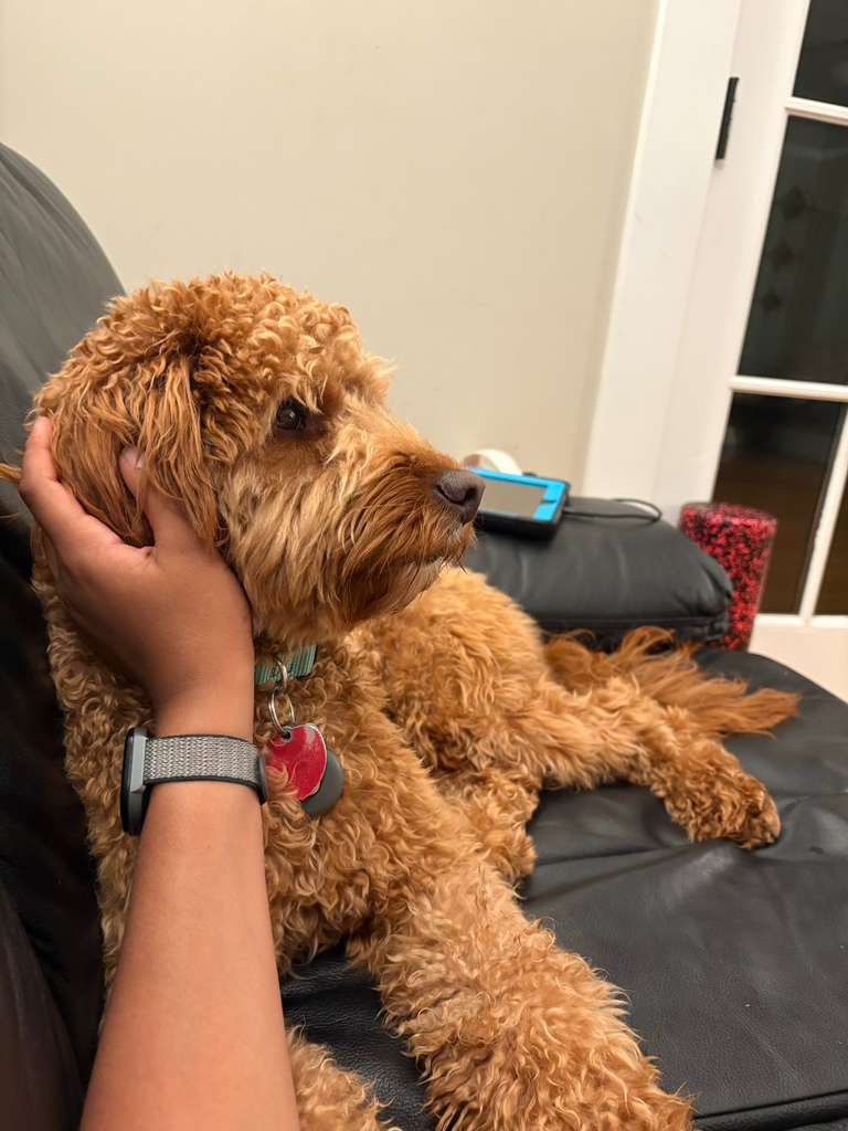 Happy dog enjoying professional pet sitting at MenloBark in Menlo Park