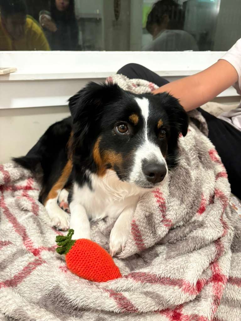 Dog playing in backyard at Bay Area pet care service