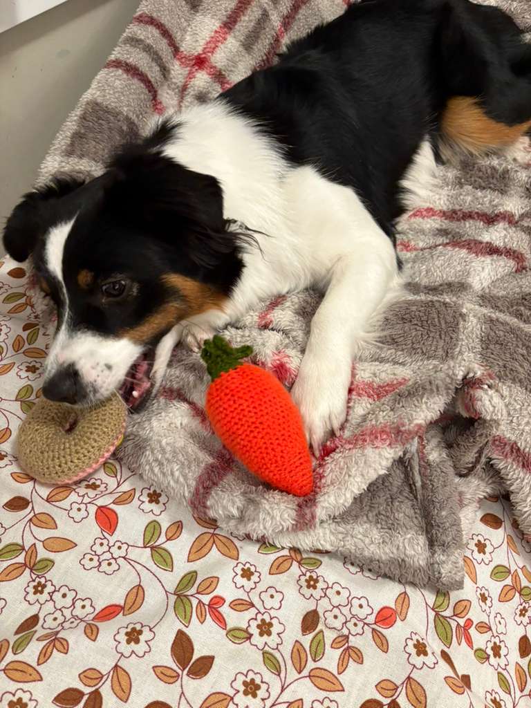 Happy dog at MenloBark dog sitting in Palo Alto area