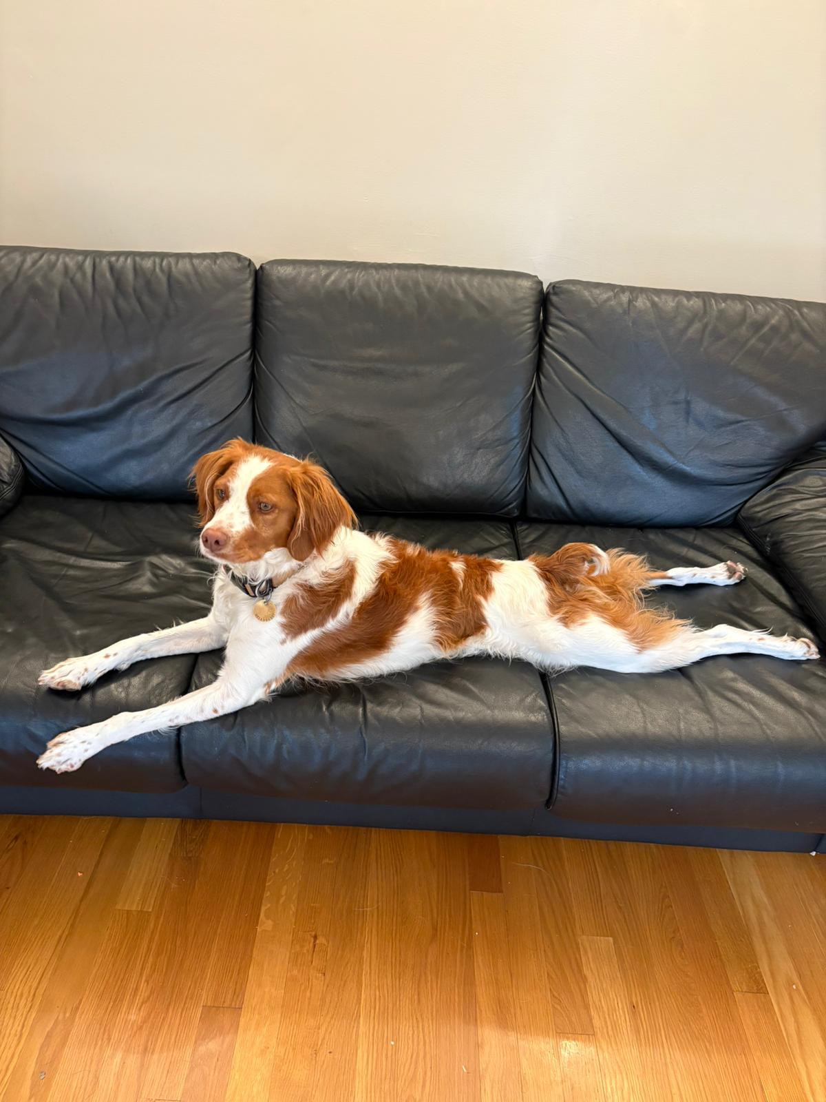 Dog enjoying playtime at MenloBark dog sitting service