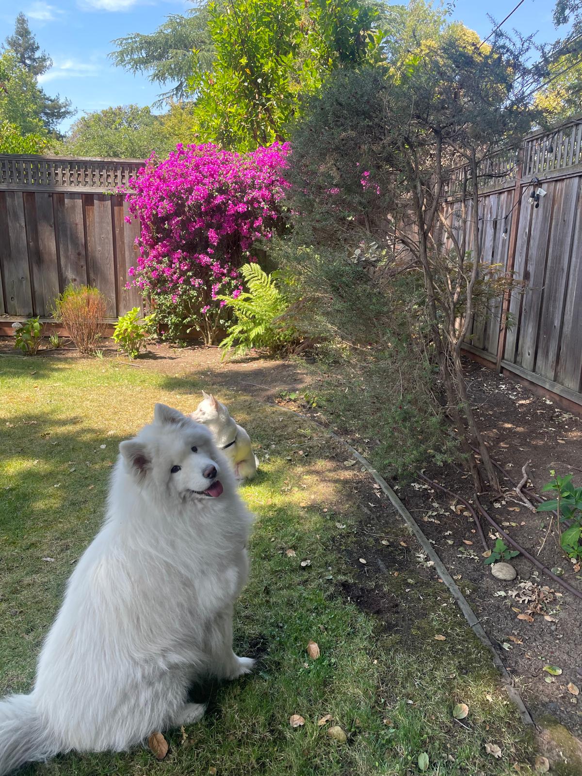 Dog relaxing at trusted dog sitter in Atherton area