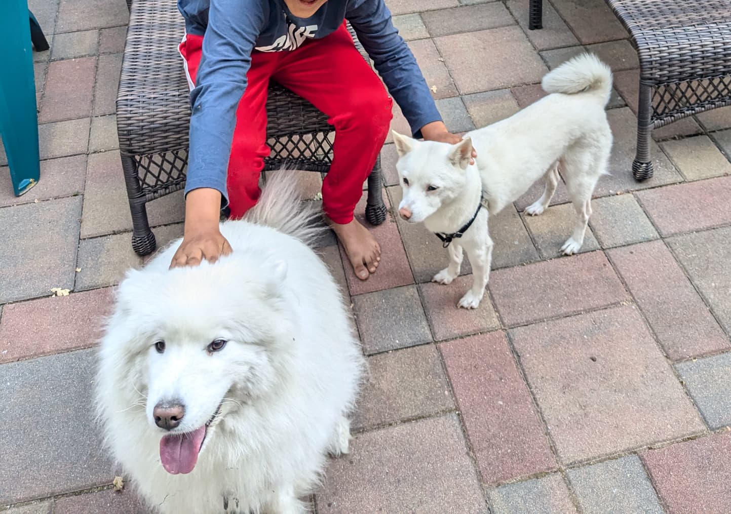 Dog enjoying professional pet sitting services in Bay Area