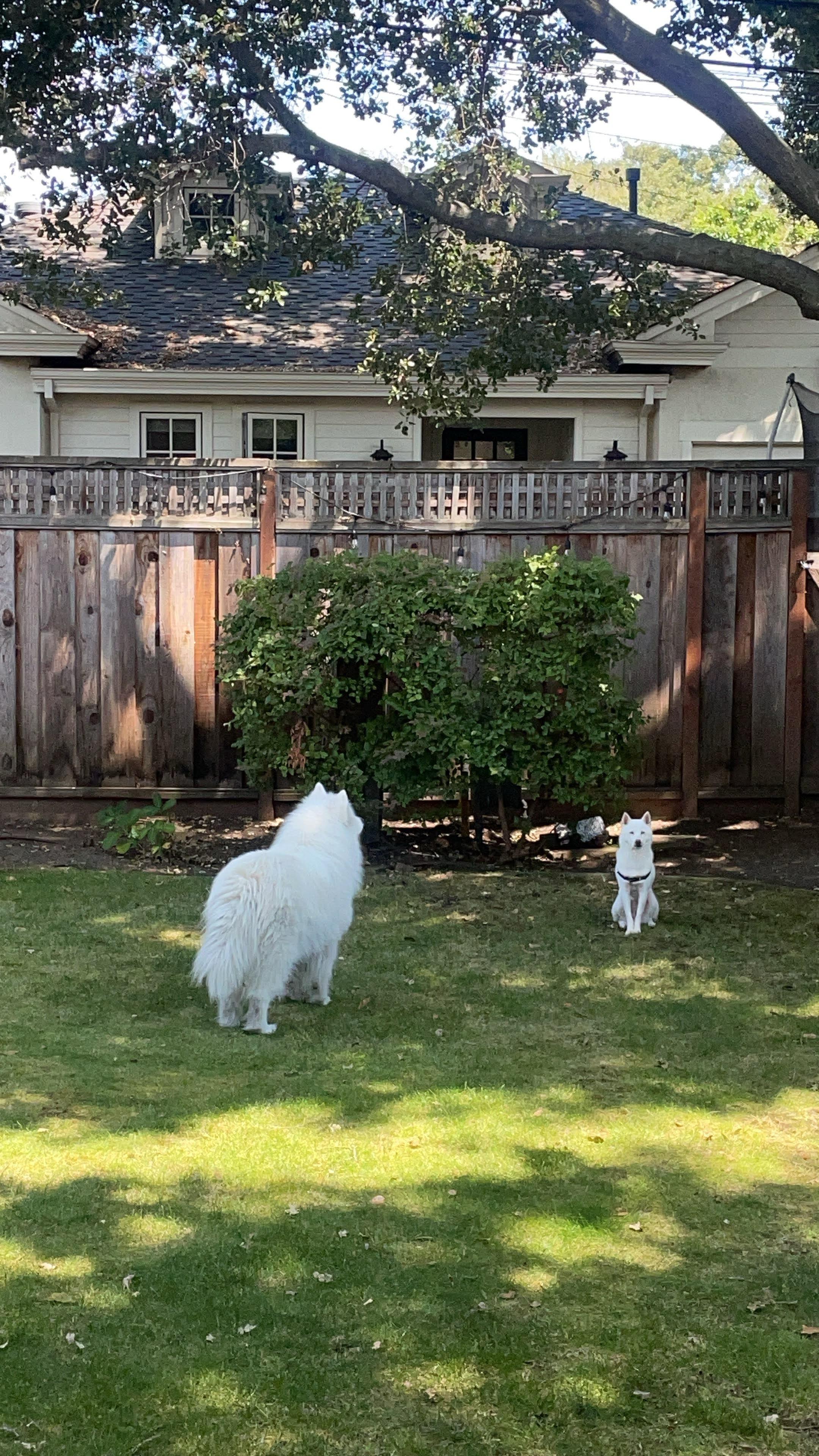 Snow and Skye dogs playing together during overnight dog care