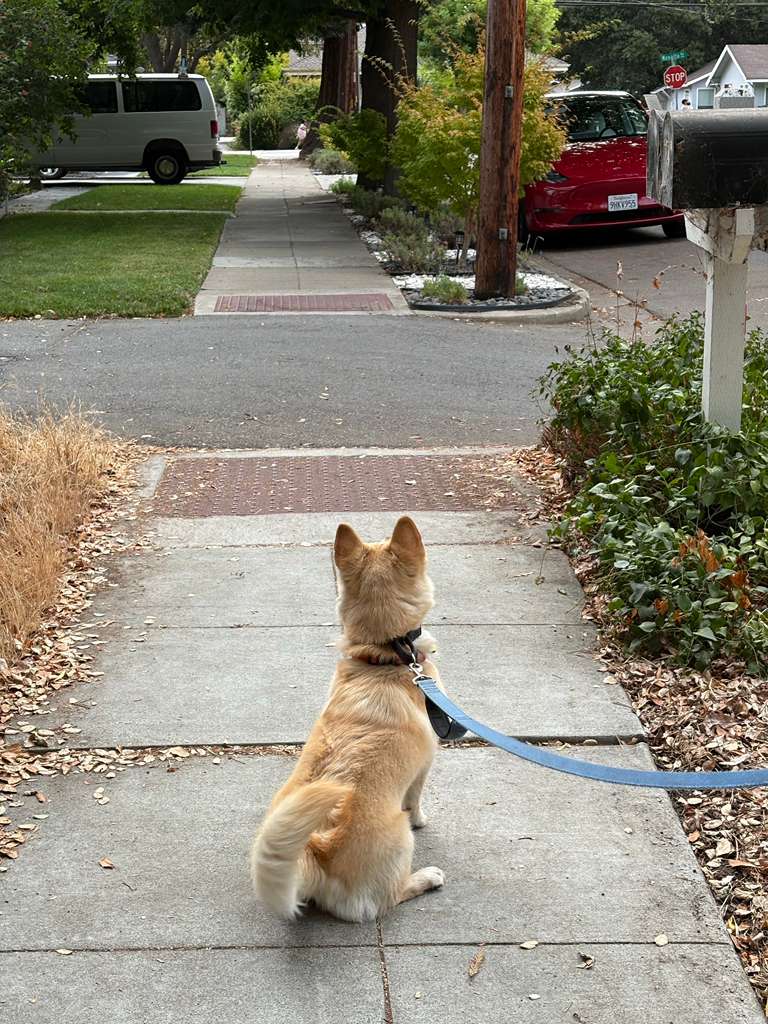 Happy pup getting belly rubs at Menlo Park dog sitter