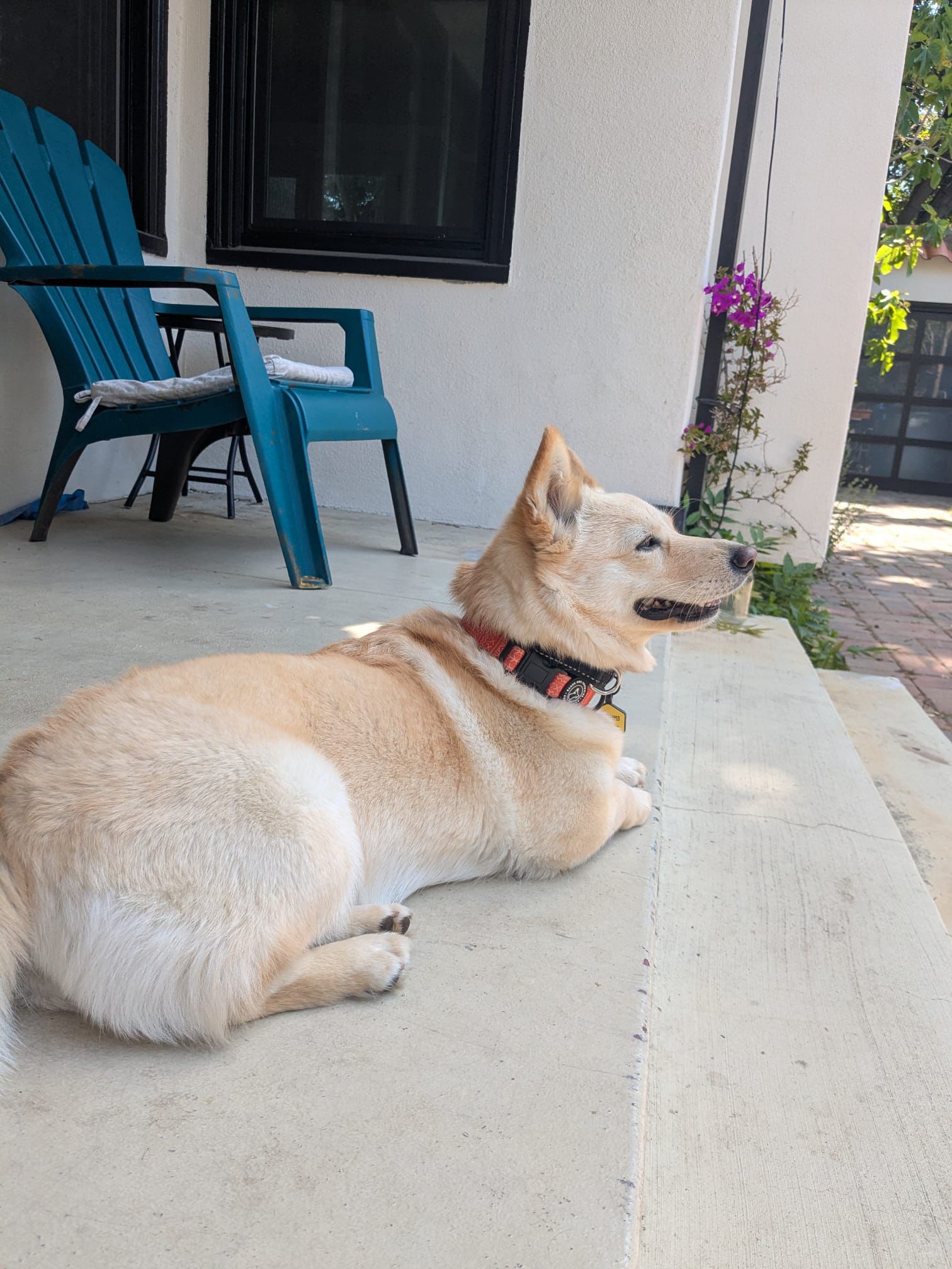 Dog relaxing in the sun during dog sitting stay in Bay Area